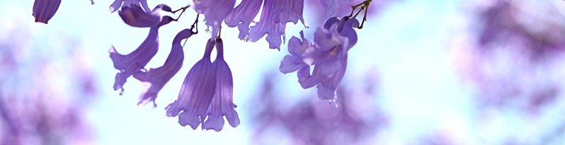 Image of jacaranda flowers
