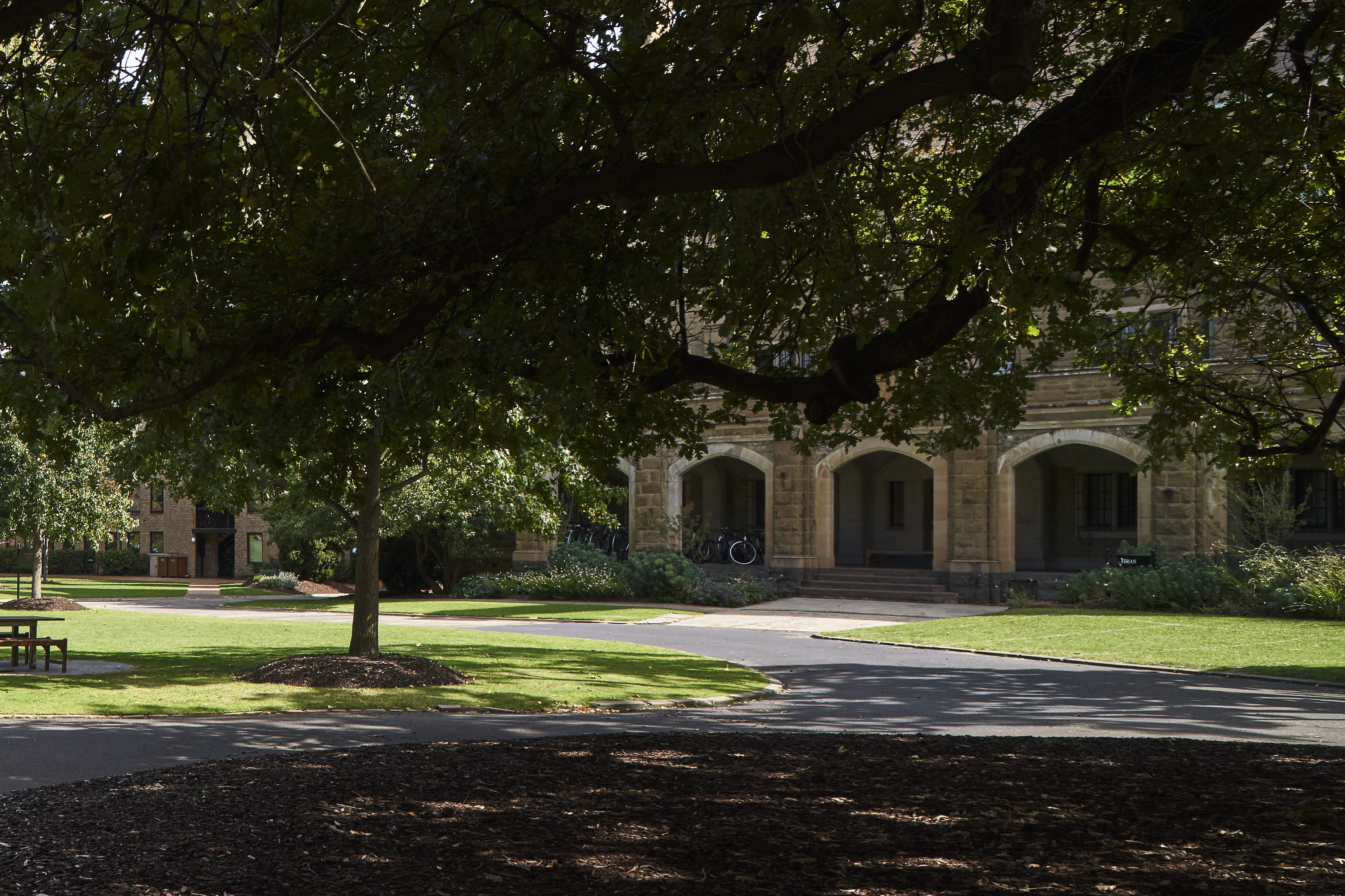 College Oak