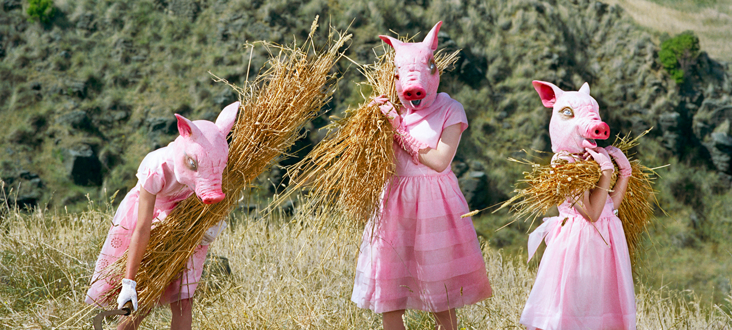 Photo of people dressed as pigs in a field