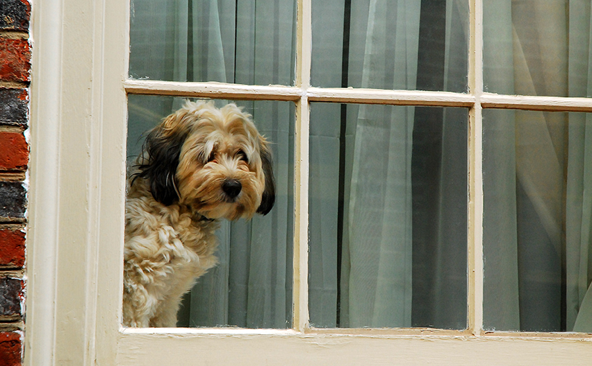 Fluffy dog looking out window