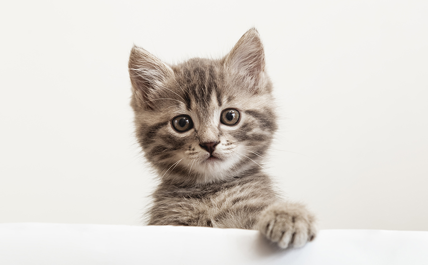 A lone kitten looking at camera with one paw resting on couch